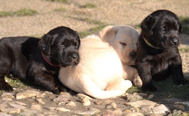 Chiots de Lady à 5 semaines