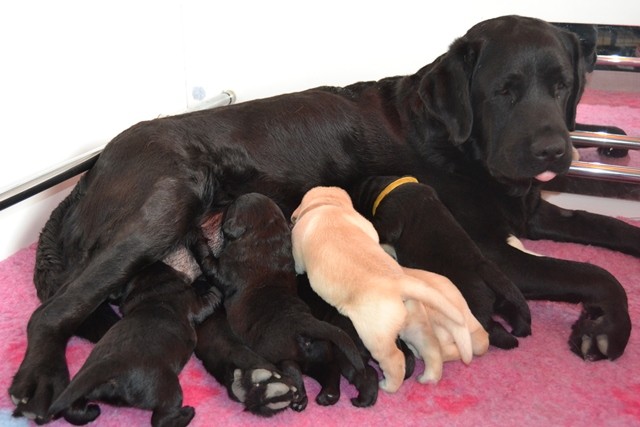 Chiots de Lady à 12 jours