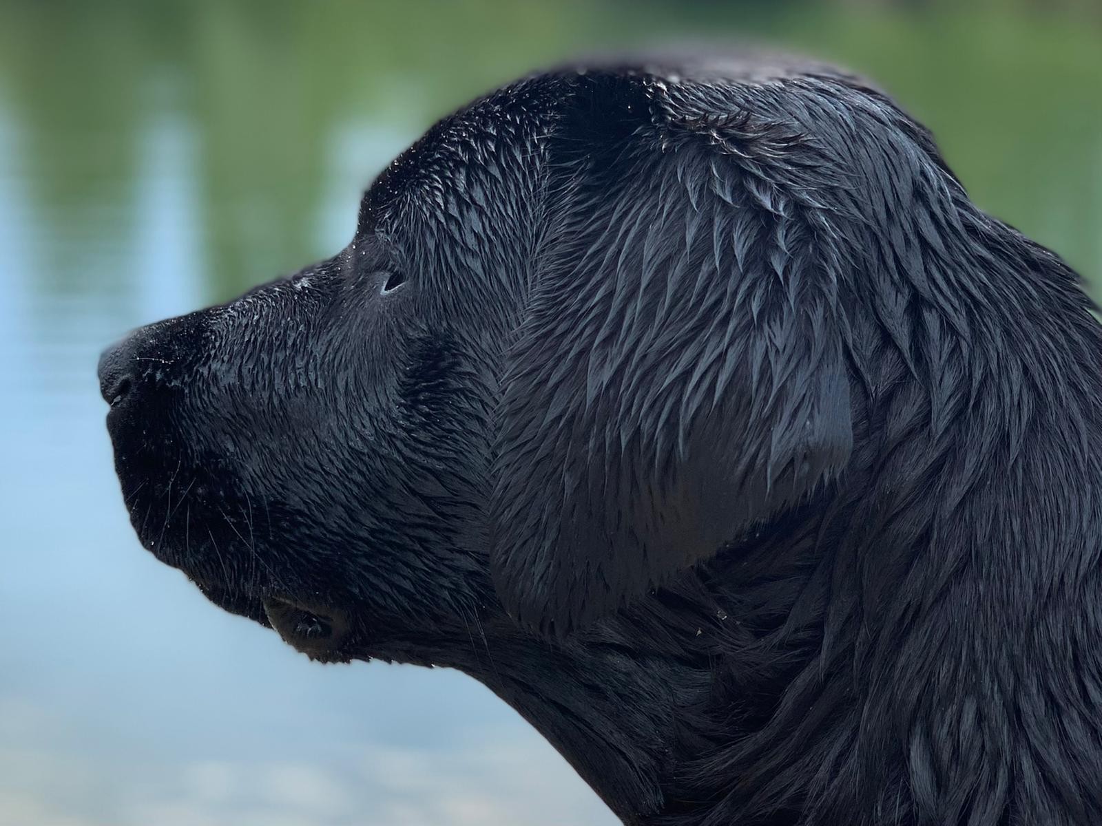 S'Belharra de La Légende de La Loutre