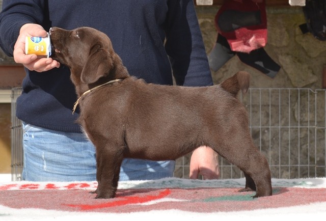 Nala de La Légende de La Loutre
