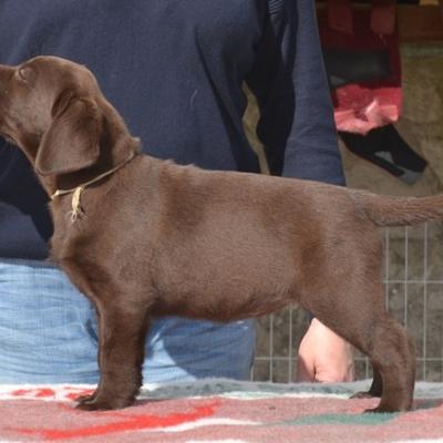 Chiots de Lou