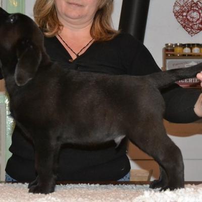 Chiots de Lady