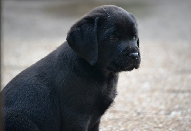 Pepper de La Légende de La Loutre