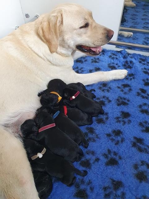 Chiots Snowbell premier jour