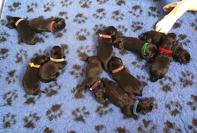 11 chiots de Snowbell et Rio