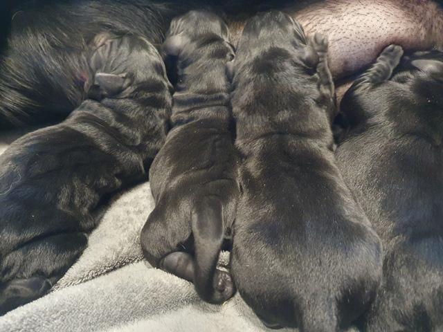 chiots noirs nés mars 2023