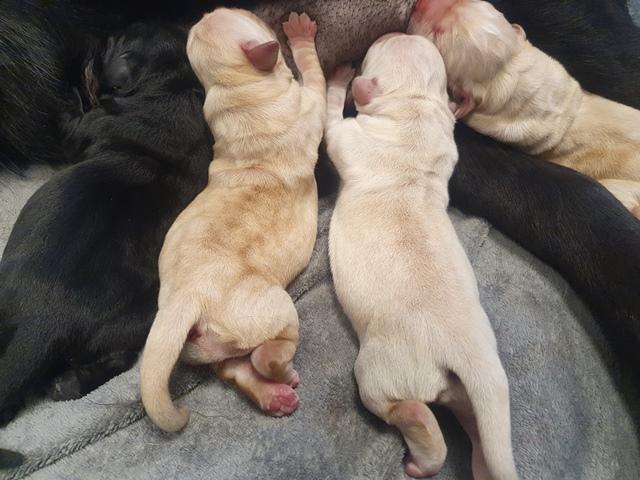 Chiots nés mars 2023