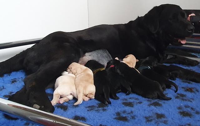Chiots Labrador 1 semaine
