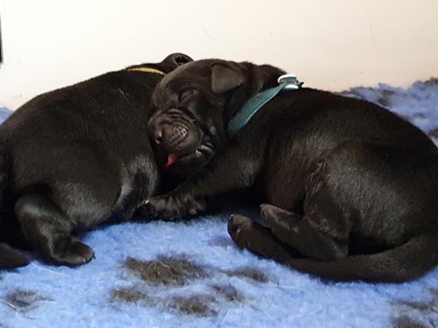 Chiot mâle noir