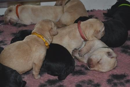 Chiots Labrador Retriever 1 semaine