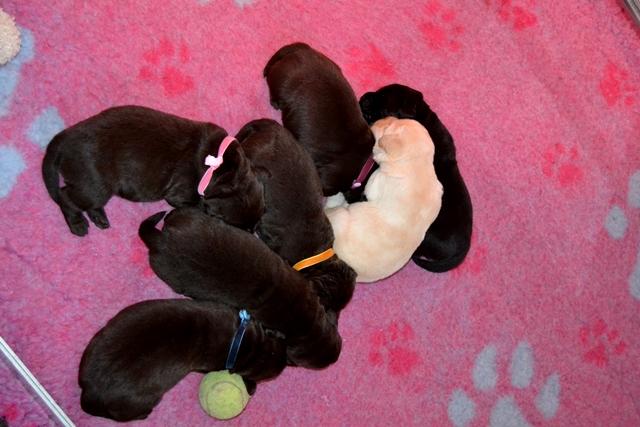 Chiots 2 semaines