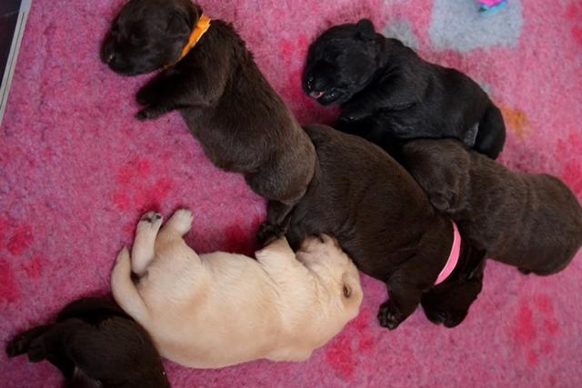Chiots 2 semaines