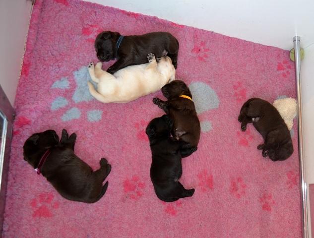 Chiots 2,5 semaines