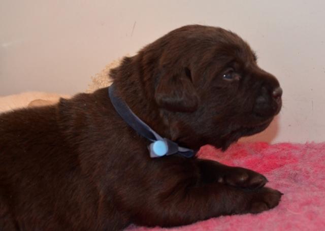 Femelle marron 2,5 semaines
