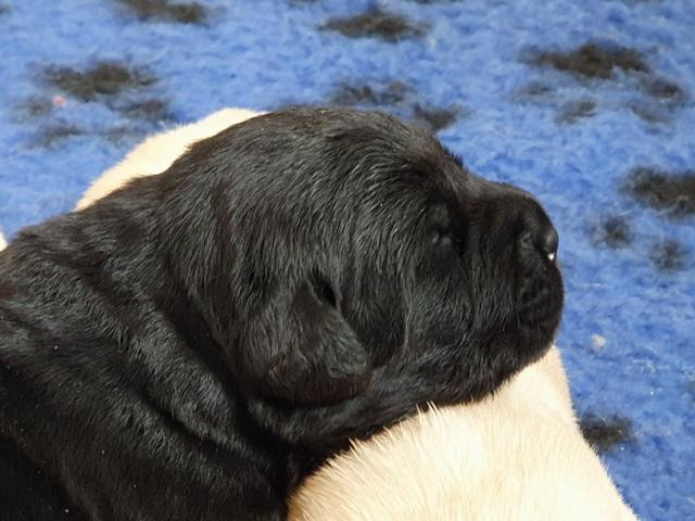 Chiot noir 2,5 semaines