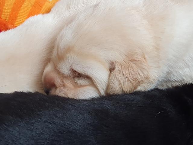 Chiot mâle sable 2,5 semaines