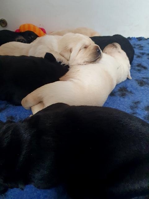 Chiots 2,5 semaines