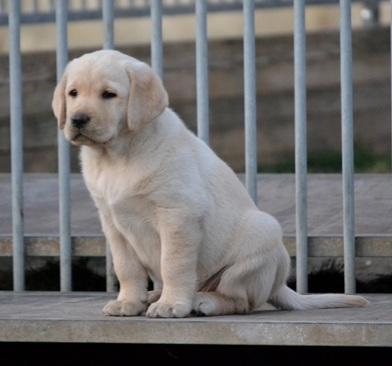 Snowbell 7 semaines