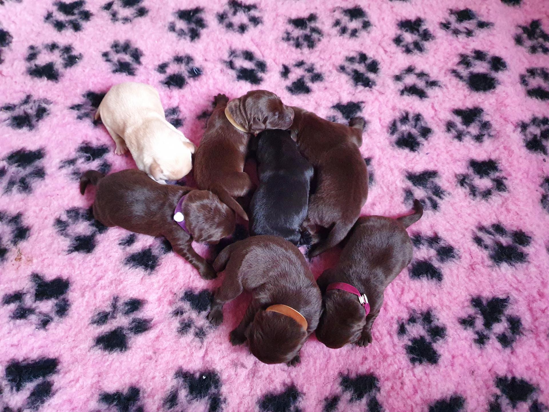 Chiots 2 jours
