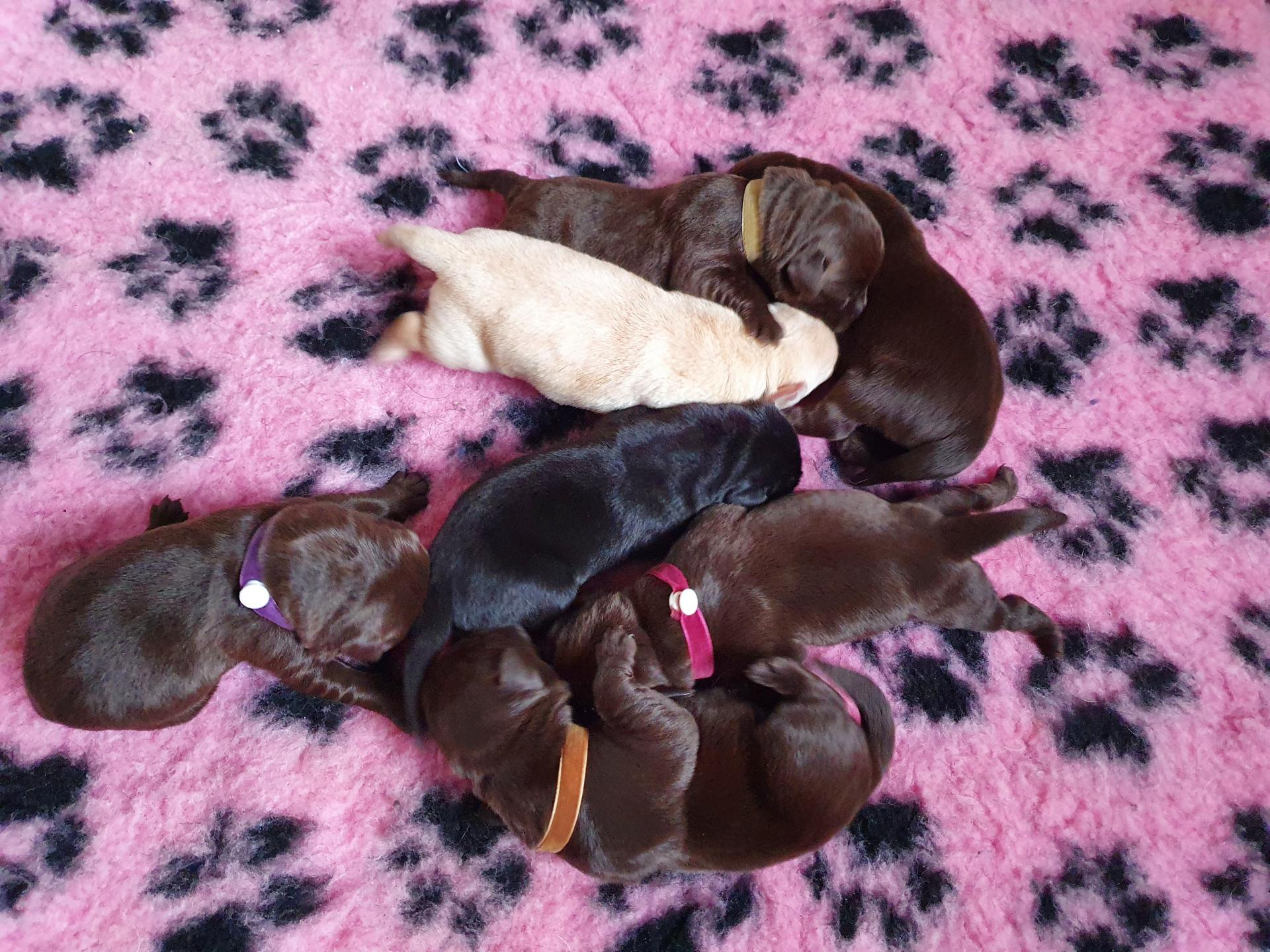Chiots 2 jours
