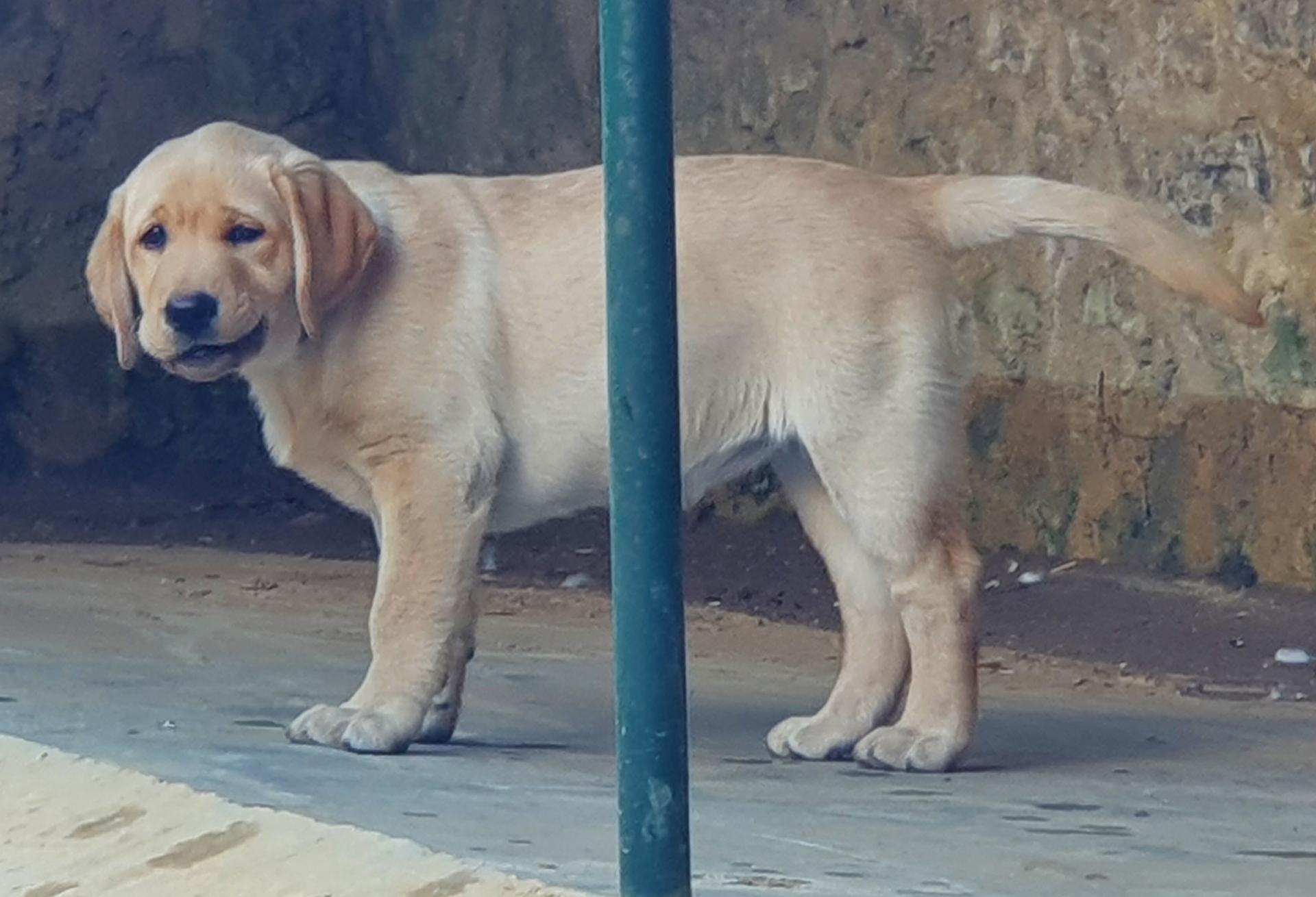 Maya à 2,5 mois.