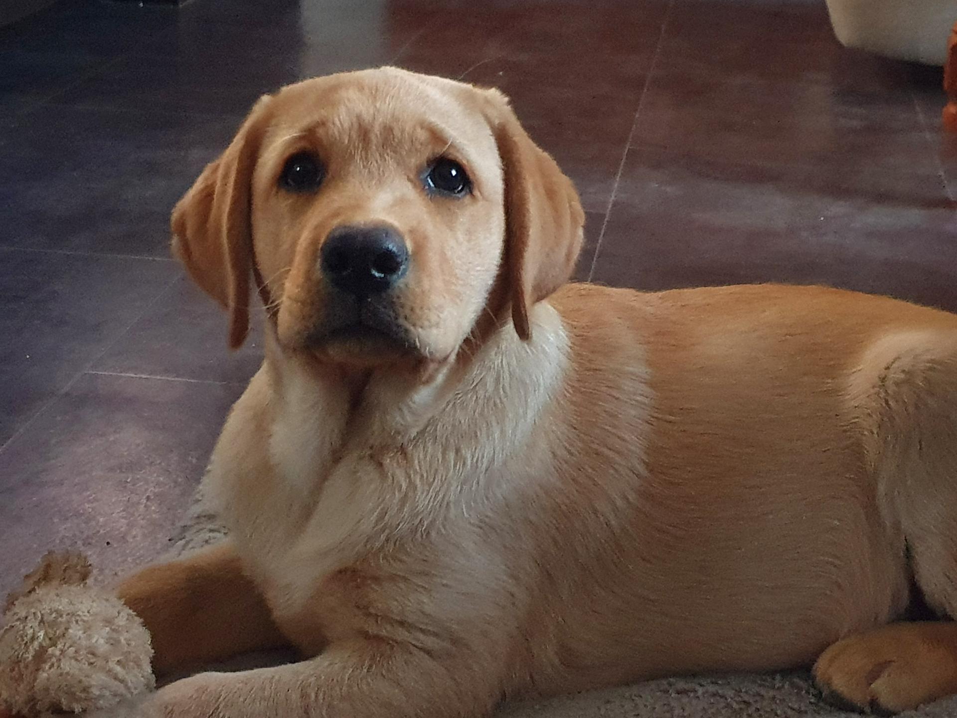 Maya à 2,5 mois.