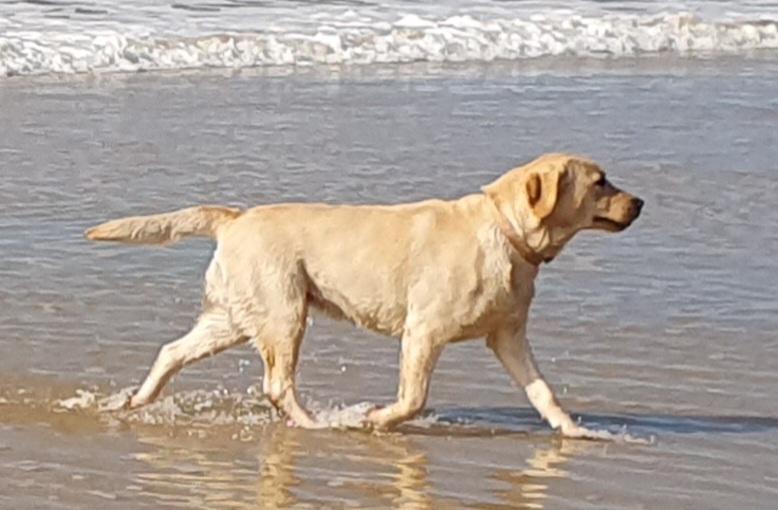 Snowbell plage des Landes