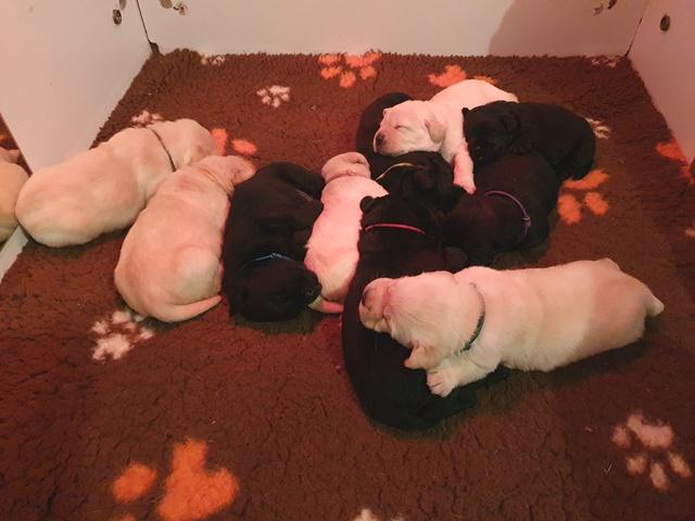 Chiots Labrador Retriever 3 semaines