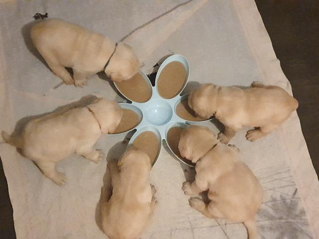 Chiots Labrador Retriever 3 semaines