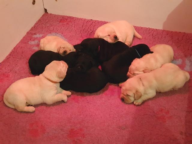 Chiots Labrador Retriever 3 semaines