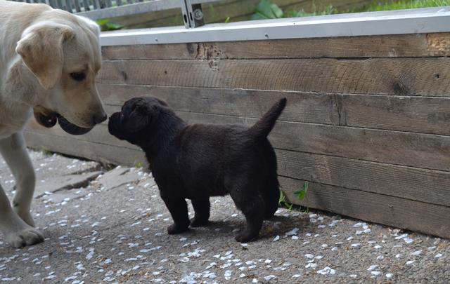 Chiot 4 semaines