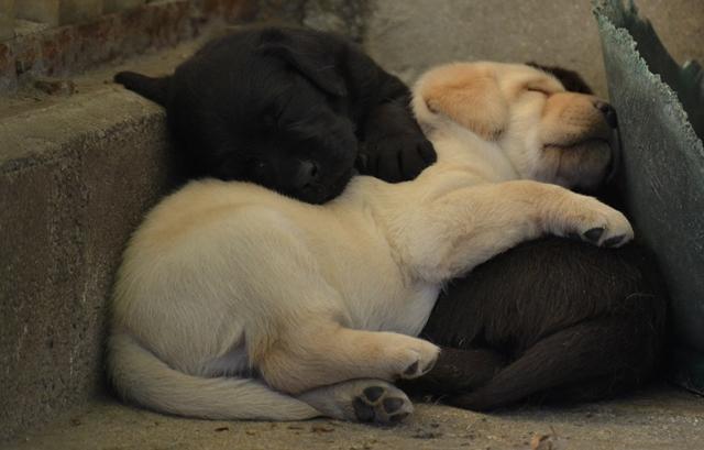 Chiots 4 semaines