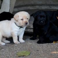 Chiots mâles disponibles