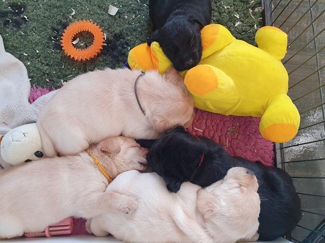 Chiots Labrador Retriever 5 semaines
