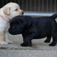 Chiots femelles 4 semaines