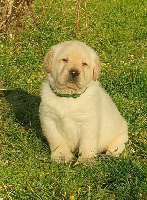 Chiots Labrador Retriever 6 semaines