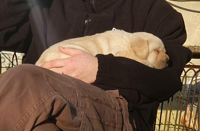 Chiots Labrador Retriever 5 semaines