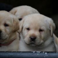 Chiots 4 semaines