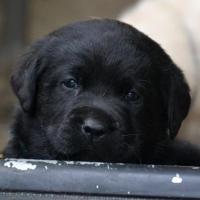Mâle noir disponible