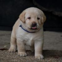 Mâle sable disponible