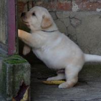 Chiot mâle sable 5 semaines