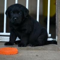Chiot mâle noir 5 semaines