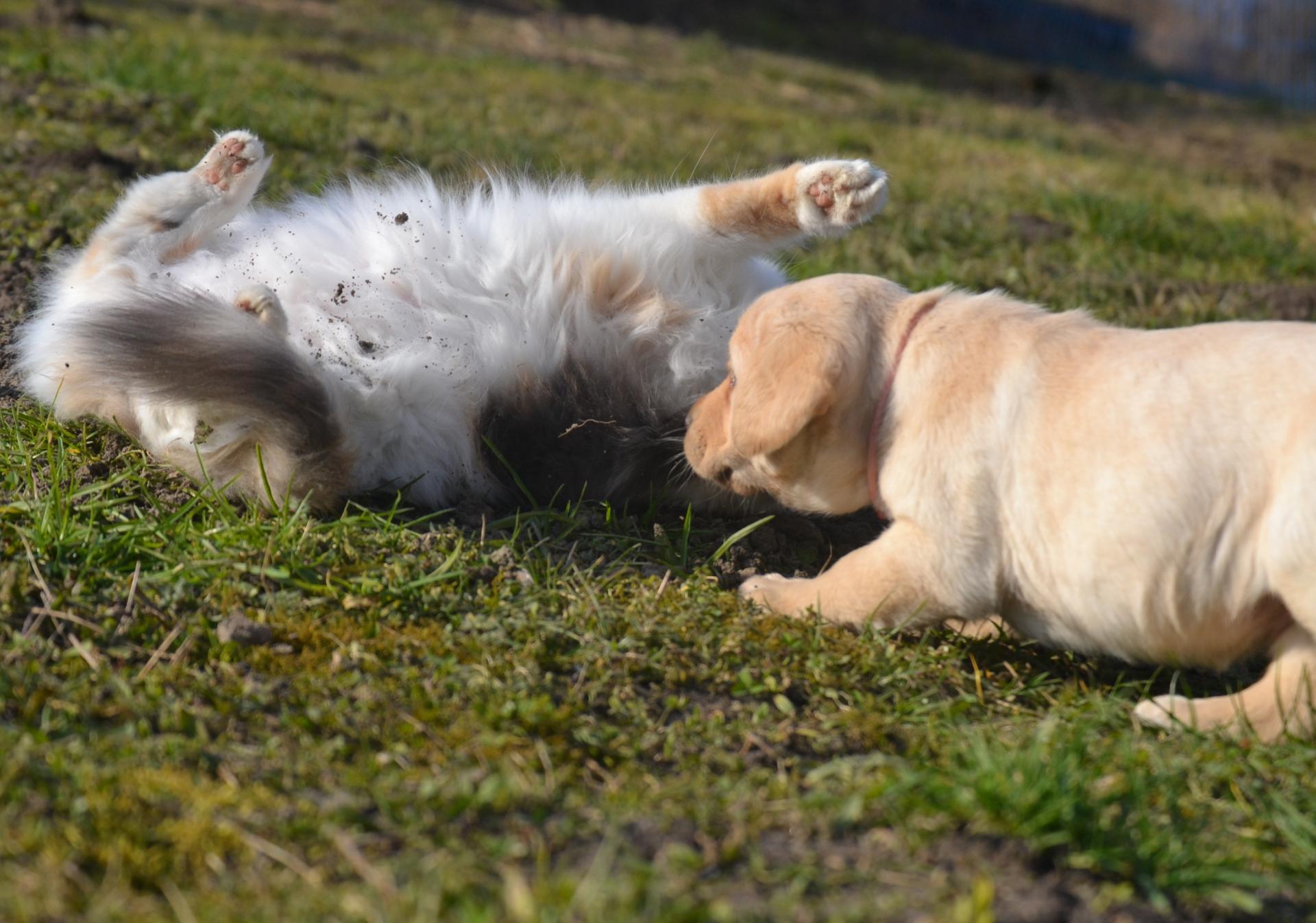Chiots Labrador Retriever 6 semaines