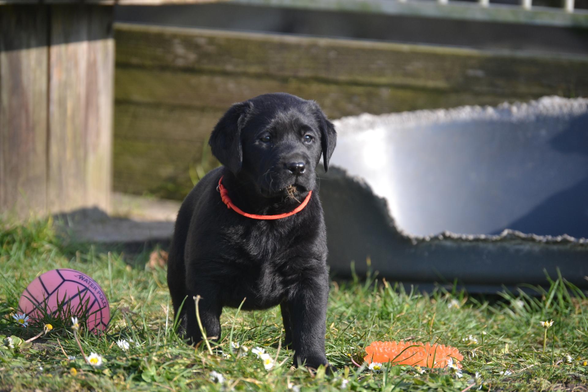 Chiots Labrador Retriever 6 semaines