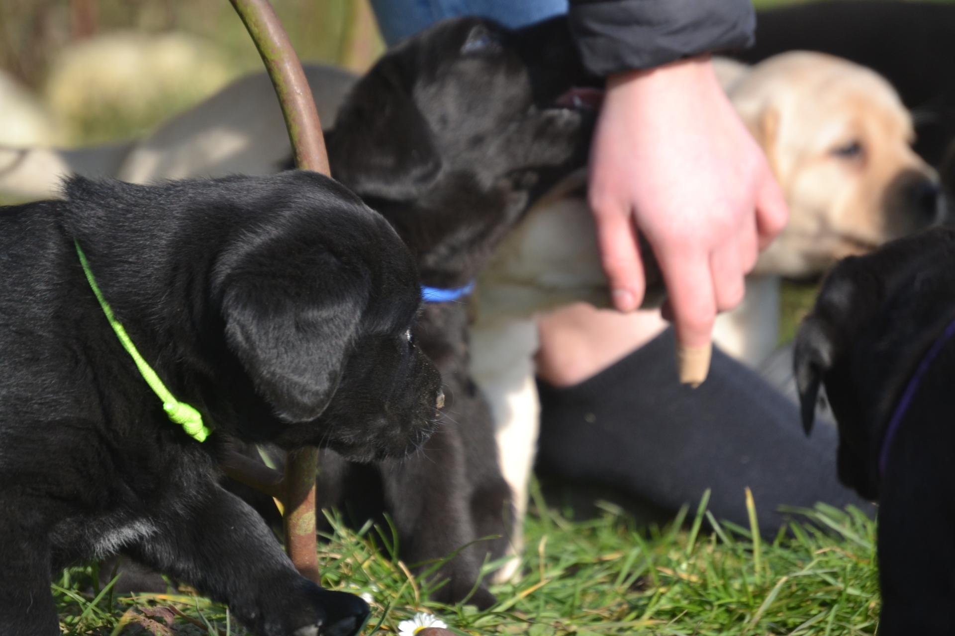 Chiots Labrador Retriever 6 semaines