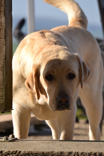 Labrador sable - Yellow