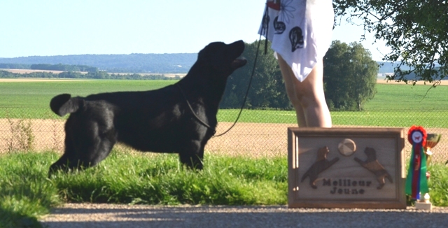 Lady Meilleur de race RE Tanlay 2016