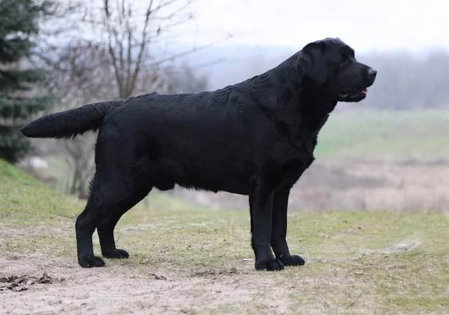 Chablais Perceval chez Liliy Zierova, Black & Chocolate Kennel