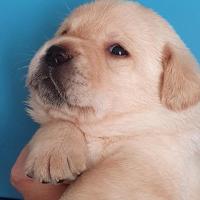Femelle sable 4 semaines disponible