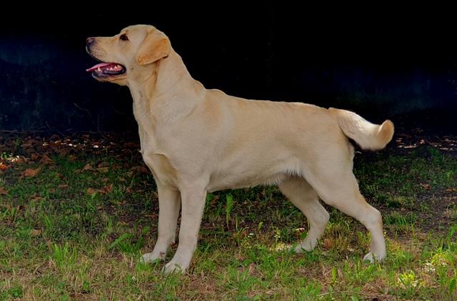Snowbell juillet 2023